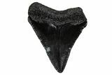 Serrated, Juvenile Megalodon Tooth - South Carolina #340735-1